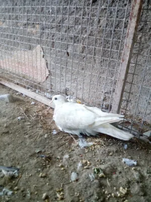للبيع حمام