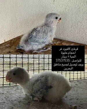 فرخين لافبيرد غر