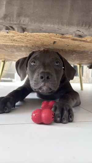 American Classic Bully puppies