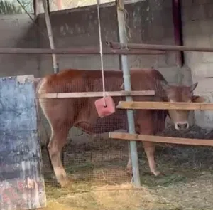 ثور محلي للبيع