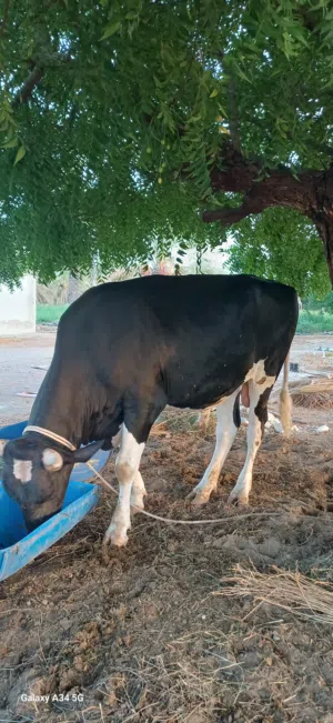 ثور هولندي هولشتاين