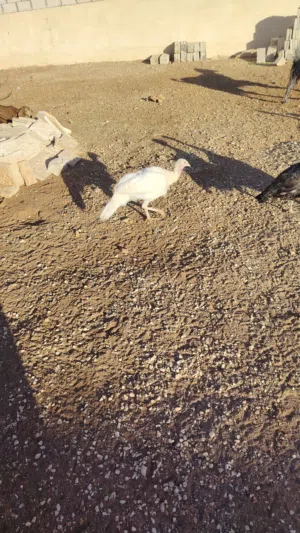 حبش أبيض 4 جاجات حبش مع ديك حبش شخالت للبيع