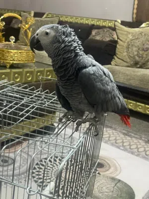 بسم الله ماشالله حبه كاسكو بصلاتو على النبي