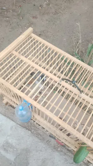 بلبل فول موصفات (اليف) للبيع