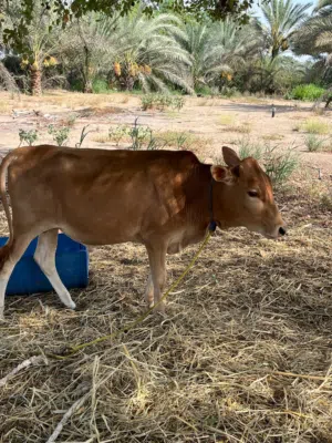 عجاله اثنين البيع