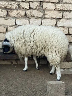 كبش وطني ممتاز