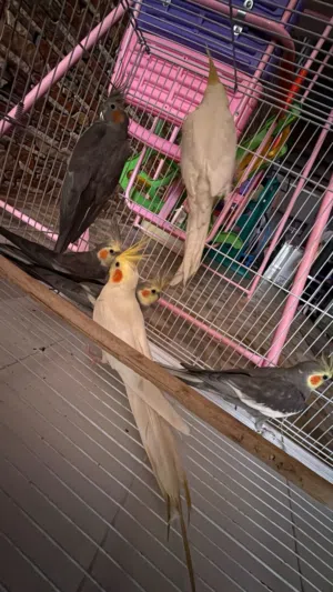 طيور للبيع