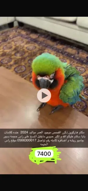 مكاو هاركوين