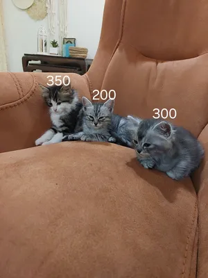 Chinchilla4