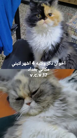 قطط 2 اخوان لتبني بغداد فقط