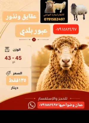 عقايق ونذور بلدي
