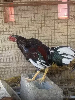 ديك للبيع ..
