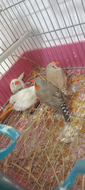 بسم الله ماشاء الله زوجان اتنان ادكور و اتنان اناتي زيبرا