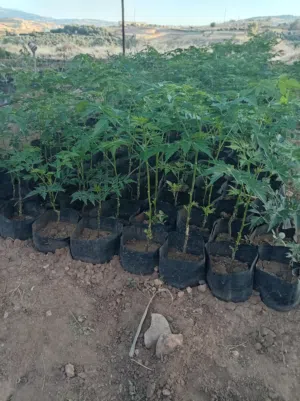 شتل شماشي إيطالي +شتل سدر مصري تفاحي