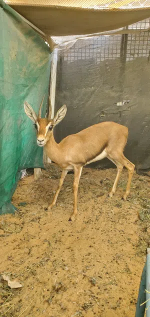 غزال انثي الدماني