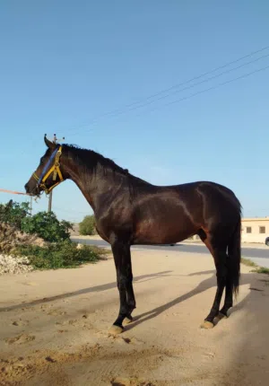 فلو انجليزي عمره 23 شهر