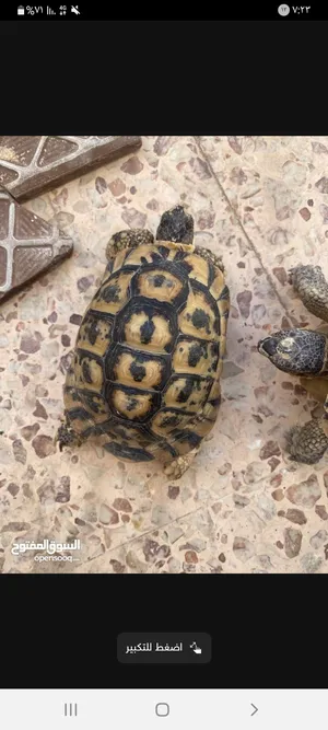 ‏سلاحف‏2