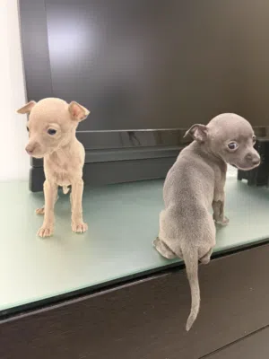 Italian greyhound pureبيور قريهاوند ايطالي