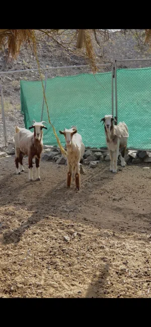 للبيع غنم 7 رووس من قطيع واحد
