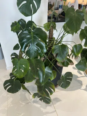 Monstera deliciosa