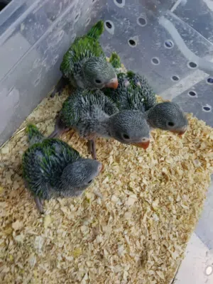 baby parrot