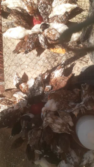 متوفر  دجاج زهري وسايكس جملة او طروف