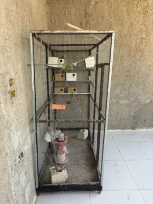 مطير للطيور
