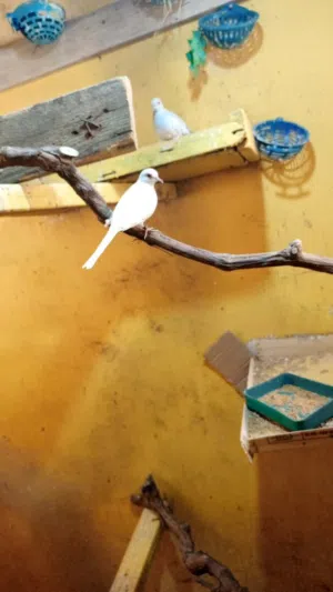 متاح جوز ماسي طيره بيضه سنوايت والفحل ازرق شغلات معهم مخلف شغال موجودات في عمان حي نزال