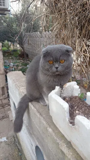 سكوتش فولد للبيع