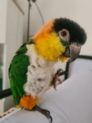 Black headed caique bird