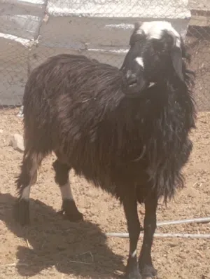 كبش نجدي سمين