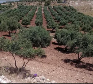 Farm Land for Sale in Madaba Al-Faisaliyyah