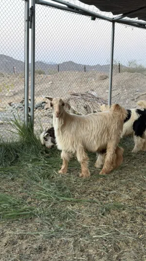 مشاريع فحول من الحلال الجامودي