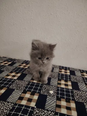 قط شيرازي ذكر للبيع