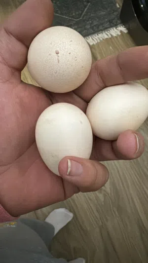 مجموعه دجاج في بياضين وفيه على وشك وفي زوج فتنامي