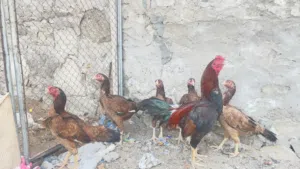 دجاج باكستاني للبيع