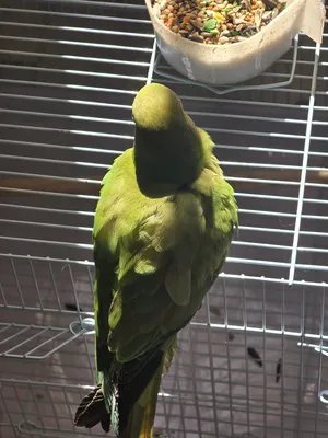 Parrots0