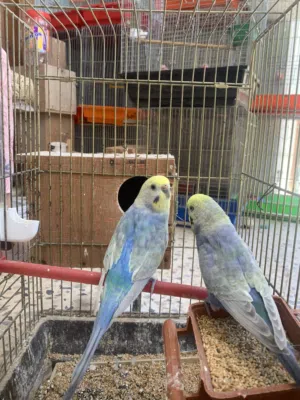 كوبيه  بقلينو لون مميز.