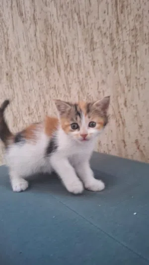عندب اربعة قطط لتبني