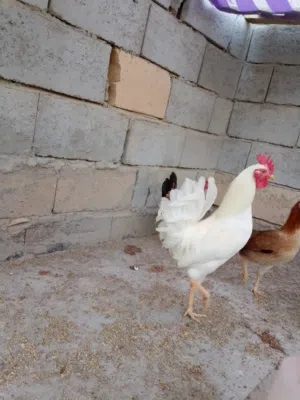 ديج ابيض عمره 6اشهر عربي ماخذ كورس لقاح وفيتامينات