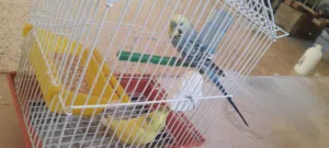 عصافير بقلينو اقرا الوصف