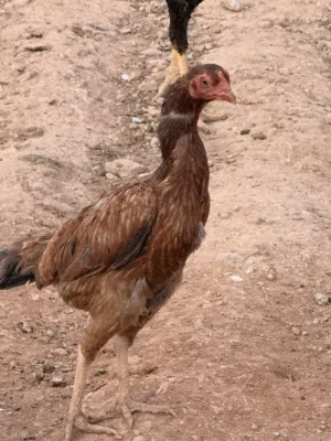 دجاج باكستاني / صوص باكستاني