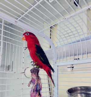 JUMBO SIZE CHATTERING LORI - FEMALE WITH DNA