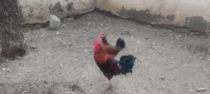 يالله ديج شمسي اكويتي خط اول ودجاجه كويتي خط اول الصحه خير من الله نضيفات ملات بيت