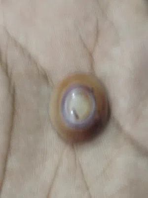 حجر سليماني كرزي يخبل نوادر قديم مسقول وجاهز يصير محبس يخبل  وسعره بلاش