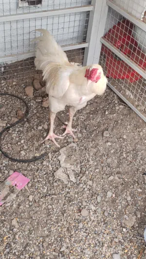 دجاج وديك هيرا باكستاني  للبيع