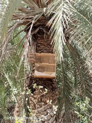 بلبل وحشي تغريد فول