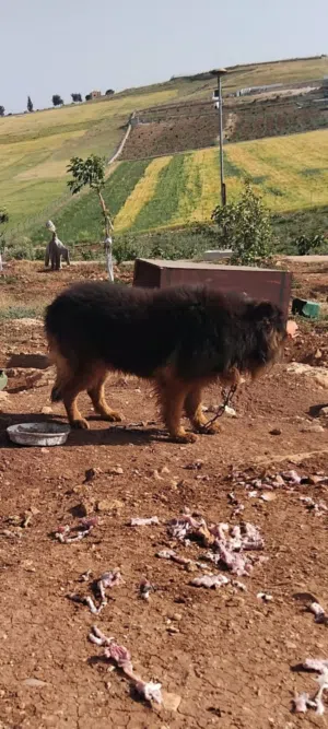 للبيع كلب جيرمان شيبرد ذكر