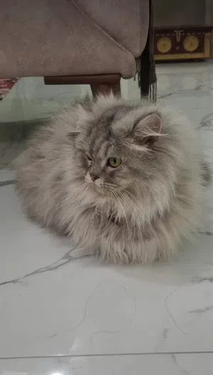 مطلوب قط للتزاوج  يكون مافيه امراض وجاهز ودون مقابل