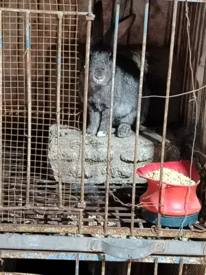 ارانب للبيع في عجلون صخره